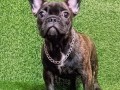 francuski-buldog-zensko-stene-small-6