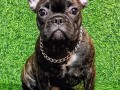francuski-buldog-zensko-stene-small-3