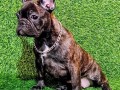 francuski-buldog-zensko-stene-small-4
