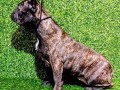francuski-buldog-zensko-stene-small-2