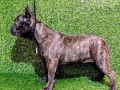 francuski-buldog-zensko-stene-small-0
