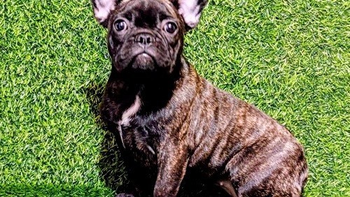 francuski-buldog-zensko-stene-big-1