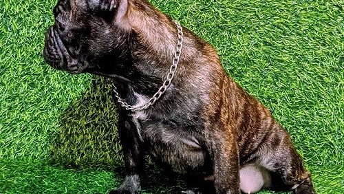 francuski-buldog-zensko-stene-big-5