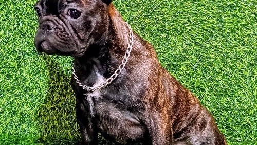 francuski-buldog-zensko-stene-big-4