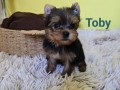 mini-jorksirski-terijer-small-5