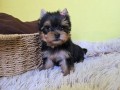 mini-jorksirski-terijer-small-4