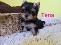 mini-jorksirski-terijer-small-3