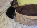 mini-jorksirski-terijer-small-2