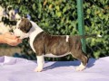 americki-staford-terijer-small-0