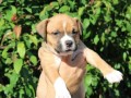 americki-staford-terijer-small-4