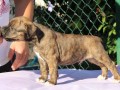 americki-staford-terijer-small-5