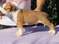 americki-staford-terijer-small-3