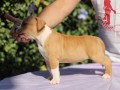 americki-staford-terijer-small-8