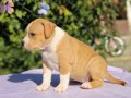 americki-staford-terijer-small-7