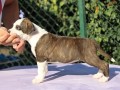 americki-staford-terijer-small-1