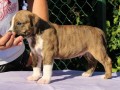 americki-staford-terijer-small-2