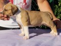 americki-staford-terijer-small-6