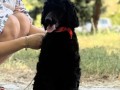 standard-pudla-small-2