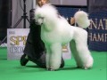 standard-pudla-small-17