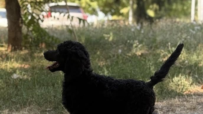 standard-pudla-big-9