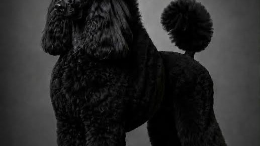 standard-pudla-big-16
