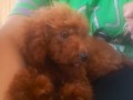 crvena-toy-pudla-small-0