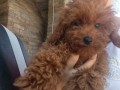 crvena-toy-pudla-small-2