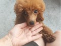crvena-toy-pudla-small-1