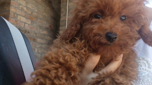 crvena-toy-pudla-big-2