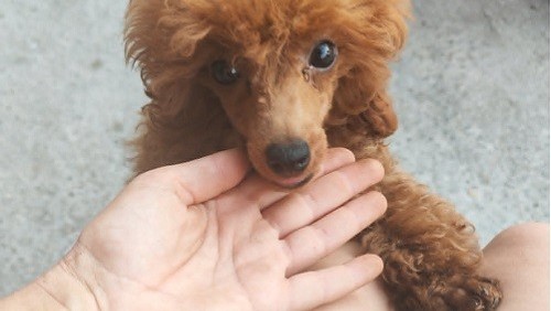 crvena-toy-pudla-big-1