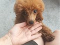 crvena-toy-pudla-small-1