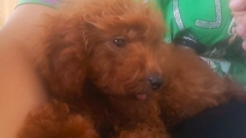 crvena-toy-pudla-big-2