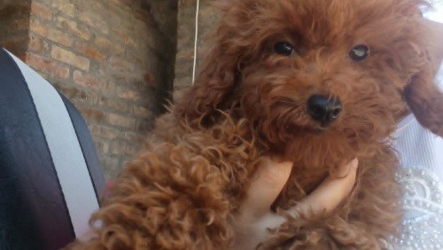 Crvena toy pudla
