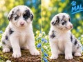 border-collie-stenci-small-4