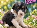 border-collie-stenci-small-8