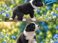 border-collie-stenci-small-3