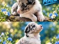 border-collie-stenci-small-0