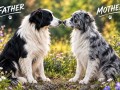 border-collie-stenci-small-9
