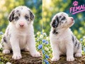 border-collie-stenci-small-1