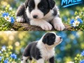border-collie-stenci-small-2