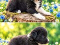 border-collie-stenci-small-7