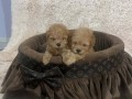 toy-pudle-prelepe-ekstra-malog-rasta-small-2