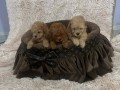 toy-pudle-prelepe-ekstra-malog-rasta-small-4