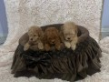 toy-pudle-prelepe-ekstra-malog-rasta-small-0