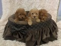 toy-pudle-prelepe-ekstra-malog-rasta-small-1