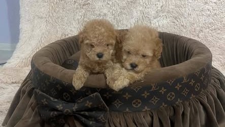 toy-pudle-prelepe-ekstra-malog-rasta-big-2