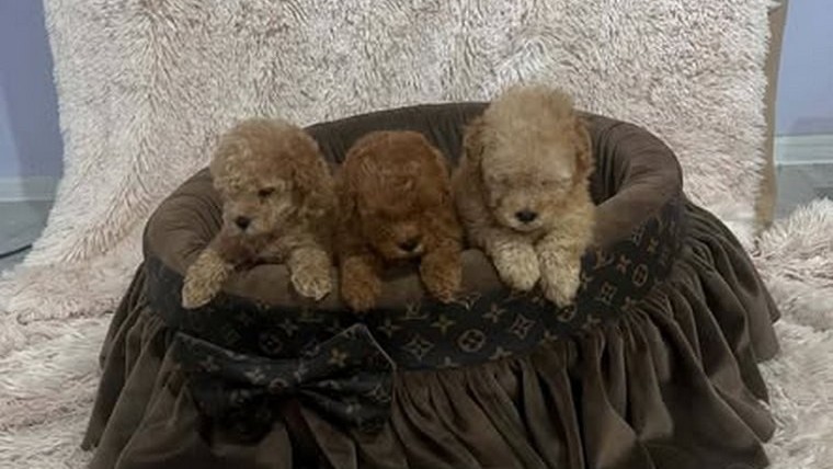 Toy pudle, prelepe, ekstra malog rasta