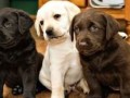 dostupni-stenci-labradora-retrivera-small-1