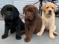 dostupni-stenci-labradora-retrivera-small-0