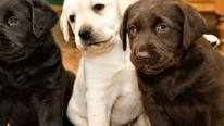 dostupni-stenci-labradora-retrivera-big-1